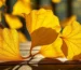Fotografía profesional de Ginkgo Biloba 80mg para comparativo & formatos en Tienda Natural Colombia